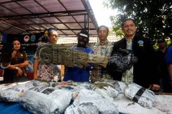 BNN Amankan Ladang Ganja di Kaki Gede-Pangrango
