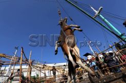 Belasan Sapi Asal NTB Mati Kepanasan