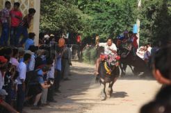 Uniknya Balapan Kerbau di Kamboja