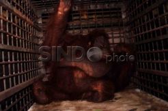 BKSDA Jateng Evakuasi Orangutan
