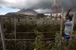 Erupsi Sinabung, Petani Tomat Merugi
