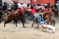 Lomba Karapan Sapi Piala Presiden