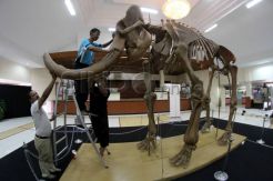 Fosil Gajah Purba Asal Blora