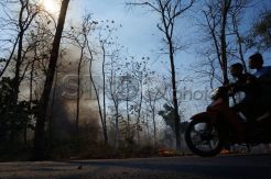 Kebakaran Hutan Jati di Mojokerto Ganggu Lalu Lintas