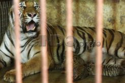 Harimau Bengala Kebun Binatang Mangkang Lahirkan Empat Anak
