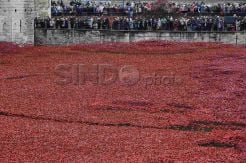 Indahnya Instalasi Bunga Poppy Keramik di London