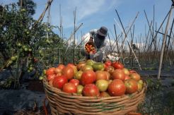 Petani Khawatirkan Biaya Produksi Pertanian Melonjak