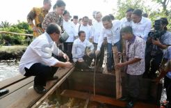 Presiden Tinjau Lahan Gambut Kepulauan Meranti