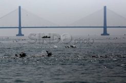 Lomba Renang Lintas Selat Madura