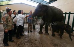 Menteri Siti Nurbaya Beri Nama Ana Ri untuk Gajah Taman Safari Cisarua