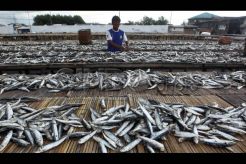 Pengeringan Ikan di Muara Angke
