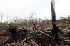 Sisa Kebakaran Hutan Gambut Siak