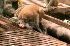 Tersengat Listrik Rel Kereta, Monyet Ini Selamatkan Temannya