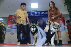 Uniknya Pernikahan Anjing
