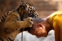 Marak Penjualan Daging Harimau, Polisi Sita Harimau di Kuil Buddha