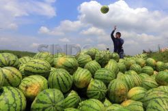 Hasil Panen Semangka Petani Memuaskan