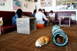 Asiknya Bermain di Kafe Kucing