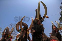 Upacara Hari Gajah Nasional di Thailand