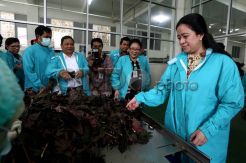 Menteri Puan Maharani Dorong Pelestarian Jamu
