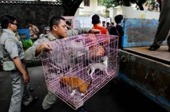 Penertiban Pedagang Anjing Liar