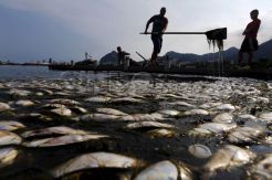 Ribuan Ikan Mati di Lokasi Olimpiade Dayung