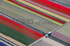 Indahnya Warna-warni Kebun Bunga Terbesar di Dunia