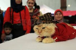 Ratusan Kucing Ikuti Fun Cat Show Kartini Day