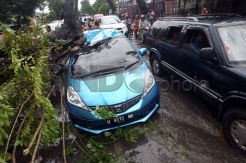 Angin Kencang, Honda Jazz Tertimpa Pohon Tumbang