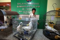 Sembilan Kakaktua Langka Diserahkan Warga ke Balai Konservasi