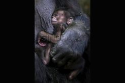 Bayi Gorilla Lahir di Kebun Binatang Taronga