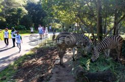 Serunya Berlari dan Berfoto di Safari Run 5K
