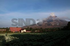 Petani Tetap Meladang Saat Erupsi Kecil Sinabung