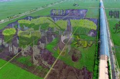 Mural Indah Hiasi Sawah di China