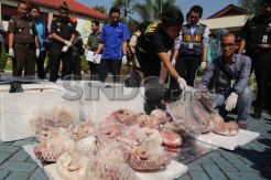 Bea Cukai Surabaya Musnahkan Trenggiling Selundupan