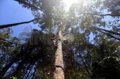 Hutan Kemenyan Batak Terancam Punah