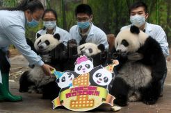 Ulang Tahun Pertama Panda Raksasa Kembar Tiga