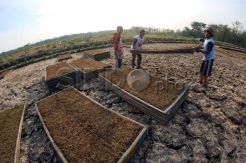 Manfaatkan Ladang Kering Untuk Jemur Tembakau