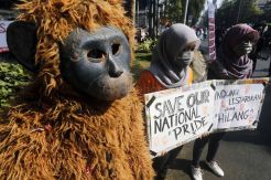 Kampanye Selamatkan Orangutan