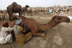 Membuat Pola Hias Hewan Kurban di Pakistan