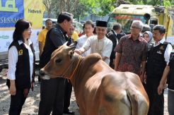 AGP Salurkan Ratusan Hewan Kurban