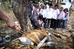 Partai Perindo Makassar Sembelih Dua Sapi