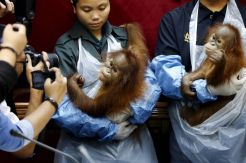 Malaysia Kembalikan Bayi Orangutan Sitaan