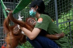 Malaysia Kembalikan Dua Bayi Orangutan ke Indonesia