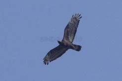 Mengamati Migrasi Burung di Tebing Keraton Bandung