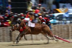 Karapan Sapi Piala Presiden 2015