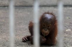 Thailand Pulangkan 14 Orangutan ke Indonesia