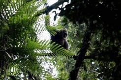 Melihat Owa Jawa di Taman Nasional Gunung Gede Pangrango