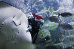 Sambut Natal, Santa Claus Hadir di Aquaria KLCC