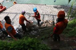 Ribuan Ikan Mati di Danau Citra Garden Kalideres