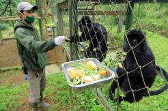 32 Ekor Primata Jalani Rehabilitasi di Ciwidey